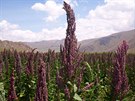 Merlk ilsk neboli quinoa (Chenopodium quinoa) je domovem v Jin Americe.