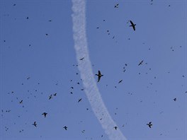 MIGRANTI. Vodní ptáci pelétají nad Kamírem pi svém pravidelném sthování za...