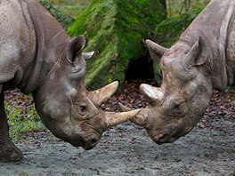 Nosoroci ern ze zoo ve Dvoe Krlov tu pravideln odchovvaj mlata.