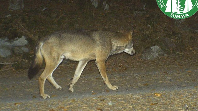 Fotopasti umavskho nrodnho parku zachytily v roce 2015 opakovan vlka.