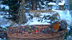 Záhadná ervenka obecná (Erithacus rubecula) na krmítku v Makov. Odchytit si...