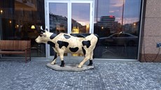 Kráva ped hotelem Holiday Inn u Kongresového centra.