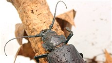 Moravtí vdci získali exemplá nejvtího brouka na svt titána obrovského, který má na délku zhruba 15 centimetr. Tým biolog ho odchytil v detném pralese ve Francouzské Guyan.