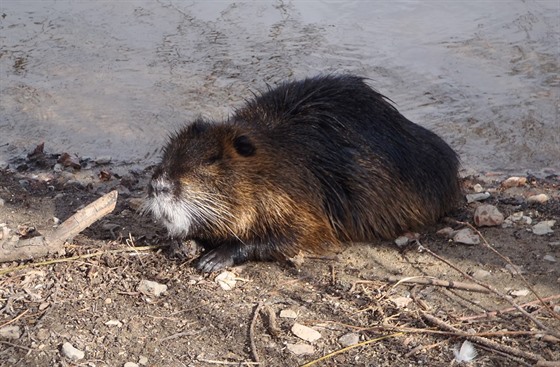 Nutrie u smíchovské náplavky pod elezniním mostem.