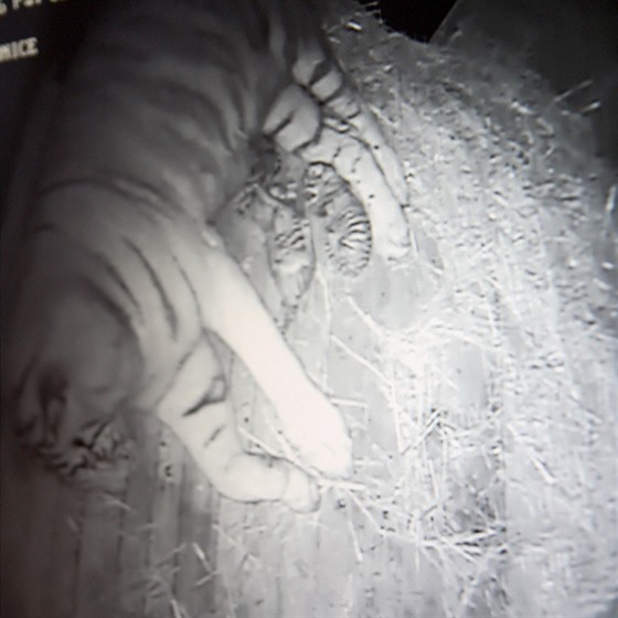 Zábr z kamer na tygata v porodním boxu.