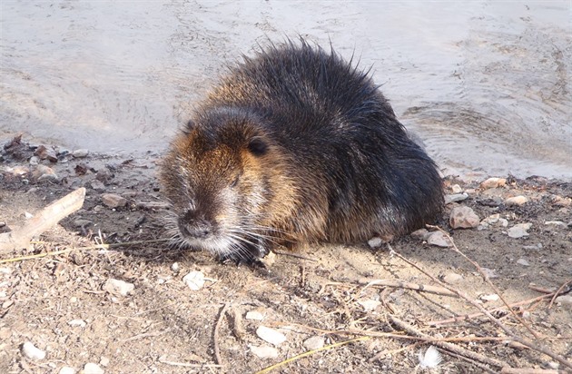 Nutrie u smíchovské náplavky pod elezniním mostem.