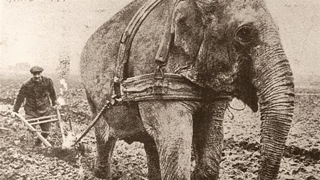 Slon pi polnch pracch, Alsenborn, rok 1917