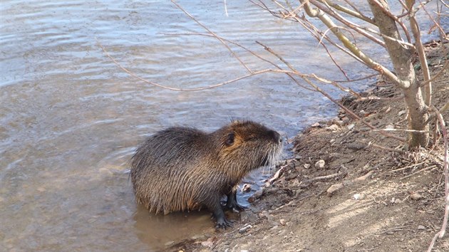 Nutrie u smchovsk nplavky pod elezninm mostem.