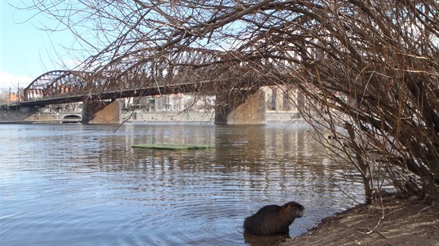 Nutrie u smchovsk nplavky pod elezninm mostem.