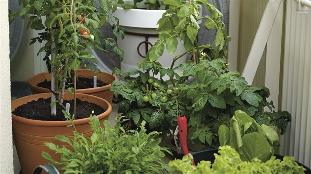 Sazenice rajat i paprik vybrejte podle toho, jestli jsou vhodn pro pstovn v ndobch, co vm nejlpe porad profesionlov v zahradnictv. 
