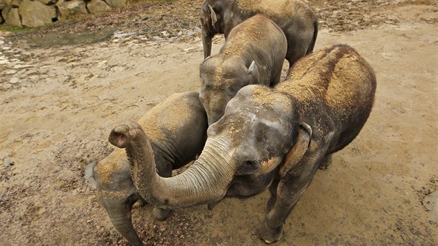 Slonice Vishesh (uprosted) z ostravsk zoologick zahrady v sobotu 8. ervence porodila sv tet mld. 