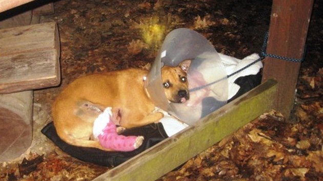 Zrann pes, kterho nali lid u lesnho hbitova v Hradci Krlov.