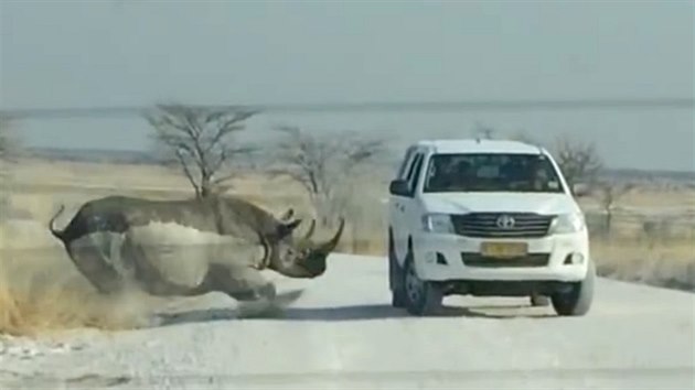 Na auto s turisty v NP Etosha v Namibii zatoil nosoroec dvouroh.