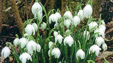 Bledule (Leucojum)