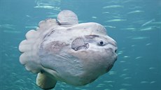 Ryba Mola mola může na výšku dorůst přes tři metry. Ryba Mola mola může na výšku dorůst přes tři metry.