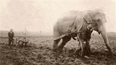 Slon orá pole v období první svtové války.
