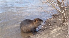 Nutrie u smíchovské náplavky pod elezniním mostem.