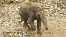 Slonice Vishesh z ostravské zoologické zahrady v sobotu 8. ervence porodila...