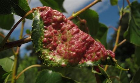 Kadeavost zpsobuje houba puchýnatka broskvoová (Taphrina diformans.)