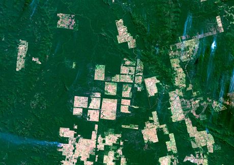 Satelitní snímky odhalí i malé vykácené plochy detného pralesa.