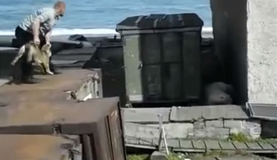 Rusy pobouilo video, na kterém neznámý tyran hodil psa medvdovi.