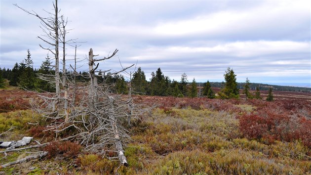 Planina Toku severovýchodně od vrcholu Planina Toku severovýchodně od vrcholu