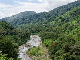 Detn pralesy v Peru jsou domovem tisc ivoinch i rostlinnch druh.