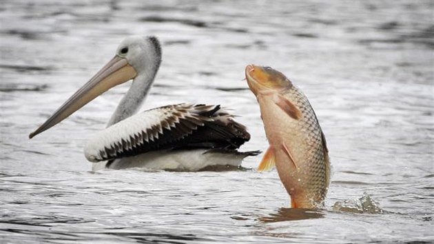 Jen se mrknu na pelikna a zase pod vodu (vtzov fotosoute z asnaryby.cz)
