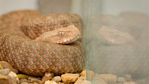 Zmije milsk je nejjedovatjm druhem hada v Evrop.