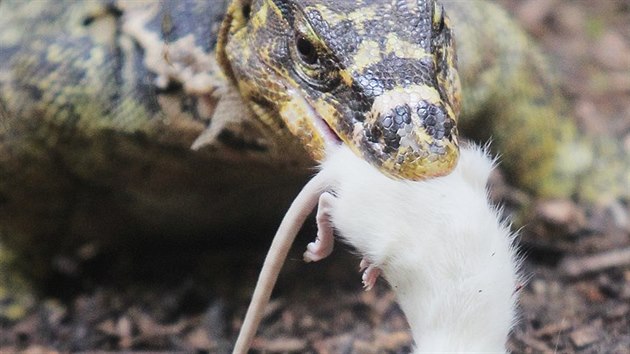 Zoologick zahrada v Plzni zskala varany z Filipn. (8. bezna 2016)