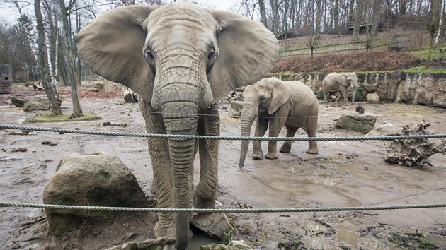 Samice slona africkho ve zlnsk zoo ij od roku 2003. Pochzej z jihoafrickho Krugerova parku.