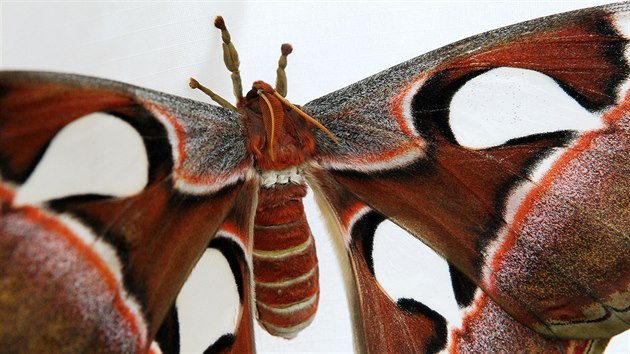 Motl attacus atlas m nejvt plochu kdel na svt.