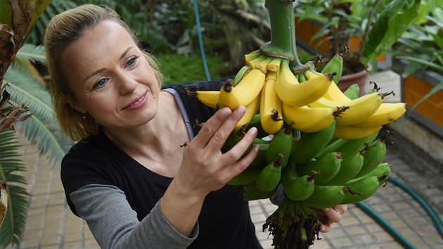 Zahradnice Jana Pajerov ukazuje dozrvajc plody na bannovnku odrdy Dwarf Cavendish v tropickm pavilonu Vstavit Flora v Olomouci.