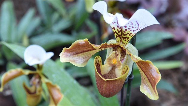 Kvetouc orchidej Paphiopedilum znm pod eskm nzvem stevnk v tropickm pavilonu Vstavit Flora v Olomouci.