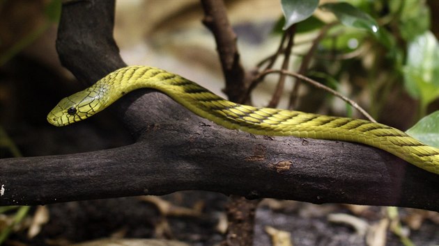 Mamba zelen m vysoce inn jed.