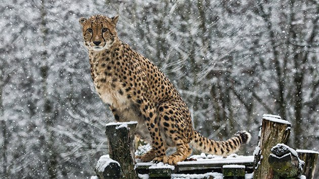 Nov gepard samci, kte do dvorsk zoo picestovali z Francie.