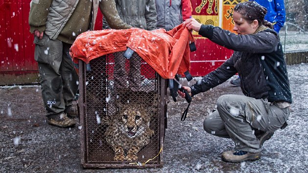 Pesun dvou gepardch samc z dvorsk zoo do polskch Katovic.