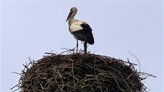 Na chebský komín nad hypermarketem uprostřed města se vrátili čápi. Lidé z... Na chebský komín nad hypermarketem uprostřed města se vrátili čápi. Lidé z...
