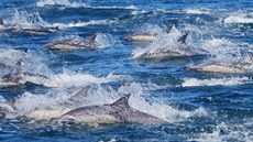 Lov delfín kosatkami pipomíná jatka.
