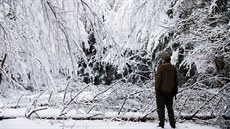 Píinou poruch byl pád zlámaných vtví a strom na elektrické vedení. Problémy...