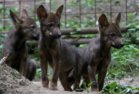 Jihlavská zoo získá vlky iberské z Olomouce. Na snímku jsou mláata práv ze...