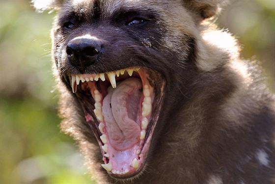 Afrití divocí psi jsou výtenými lovci.