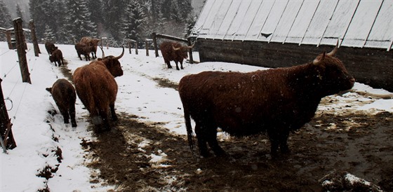 Skotské náhorní plemeno Highland Cattle, které je charakteristické mením...