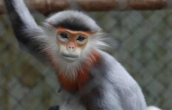 O vzácné langury duk usiluje chlebská zoo.