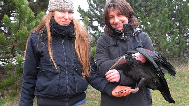 Chovatel z prask zoo s poslednm zachrnnm ibisem, kter na zatku bezna ultl z voliry zahrady (13.3.2016)