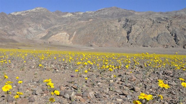 Divok kvtiny zvan Desert Gold (Geraea canescens). Jedn se o nejrozenj divok kvtiny v dol smrti.