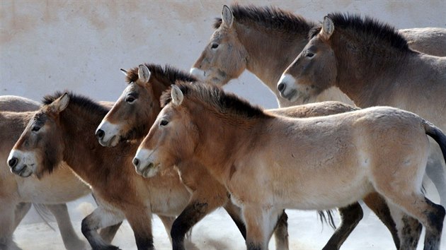 Kon Pevalskho pvodn ili od ny po dnen Ukrajinu, ped vce ne tyiceti lety ovem byli ve voln prod zcela vyhubeni. Dnes se na tato msta vrac dky zvatm, kter peila v zoologickch zahradch.