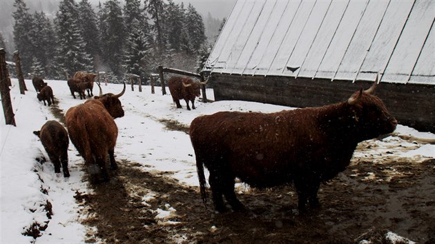 Skotsk nhorn plemeno Highland Cattle, kter je charakteristick menm vzrstem a odolnost vi klimatickm podmnkm.