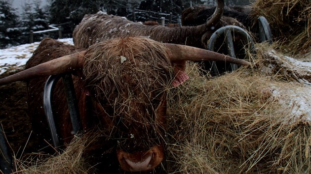 Skotsk nhorn plemeno Highland Cattle, kter je charakteristick menm vzrstem a odolnost vi klimatickm podmnkm.