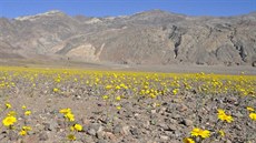 Divoké květiny zvané Desert Gold (Geraea canescens). Jedná se o nejrozšířenější... Divoké květiny zvané Desert Gold (Geraea canescens). Jedná se o nejrozšířenější...